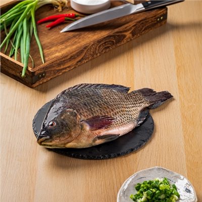 台灣鯛(整尾)